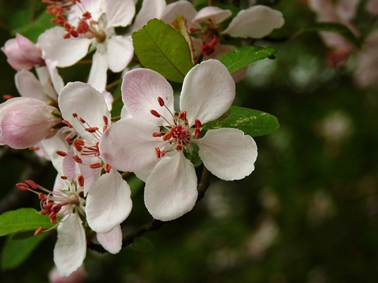 {Malus angustifolia}